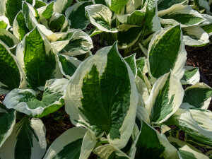 Hosta 'Regal Supreme'